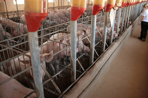 jamón ibérico cerdos explotación intensiva