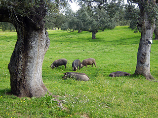 jamón ibérico cerdos ibéricos